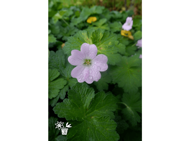 Geranium   DREAMLAND = 'Bremdream'